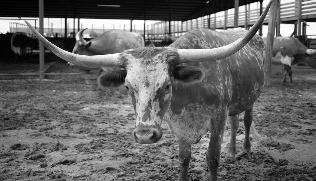 A bull with large horns